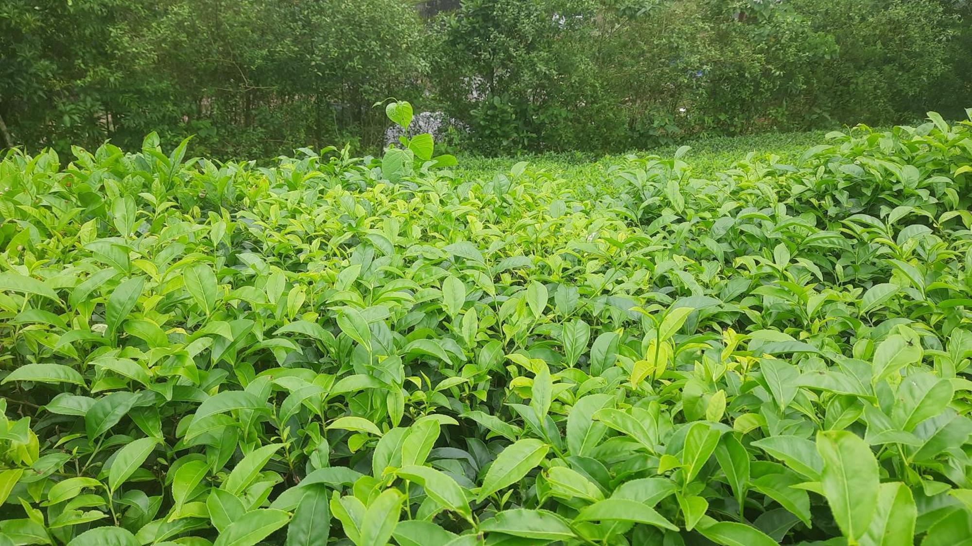 ואגאמון Paradise Meadows מראה חיצוני תמונה